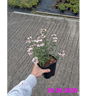 Caryopteris cland. 'Stephi'® C 1,4 L